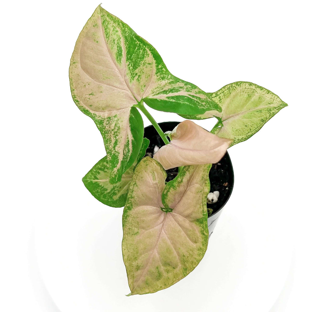 Syngonium Pink Passion | Indoor Plant | Chalet Boutique - Australia