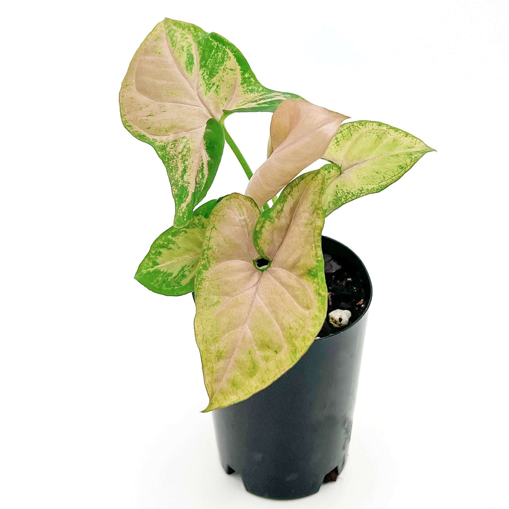 Syngonium Pink Passion | Indoor Plant | Chalet Boutique - Australia