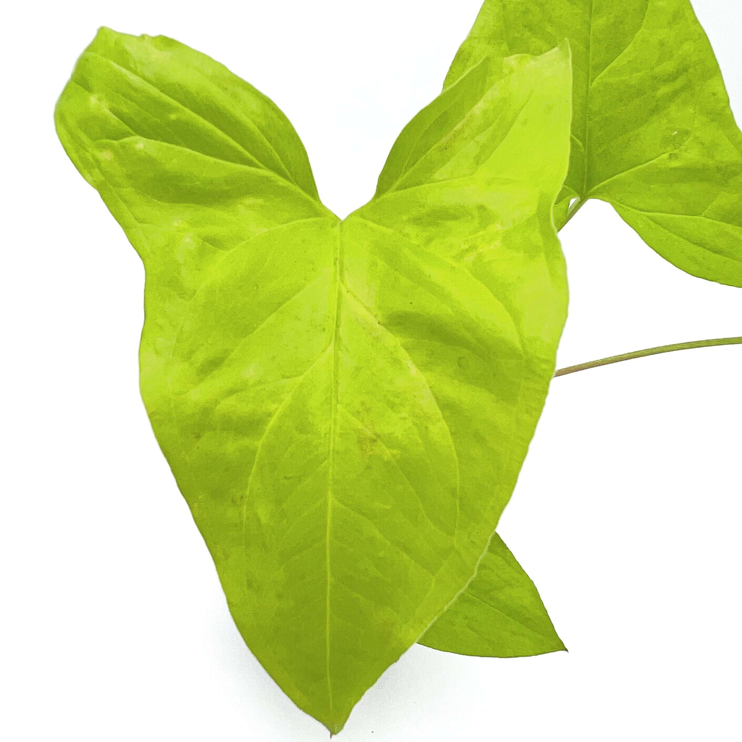 Buy Syngonium Goldie Rare Indoor Plant Australia buy-syngonium-goldie-rare-indoor-plant-australia