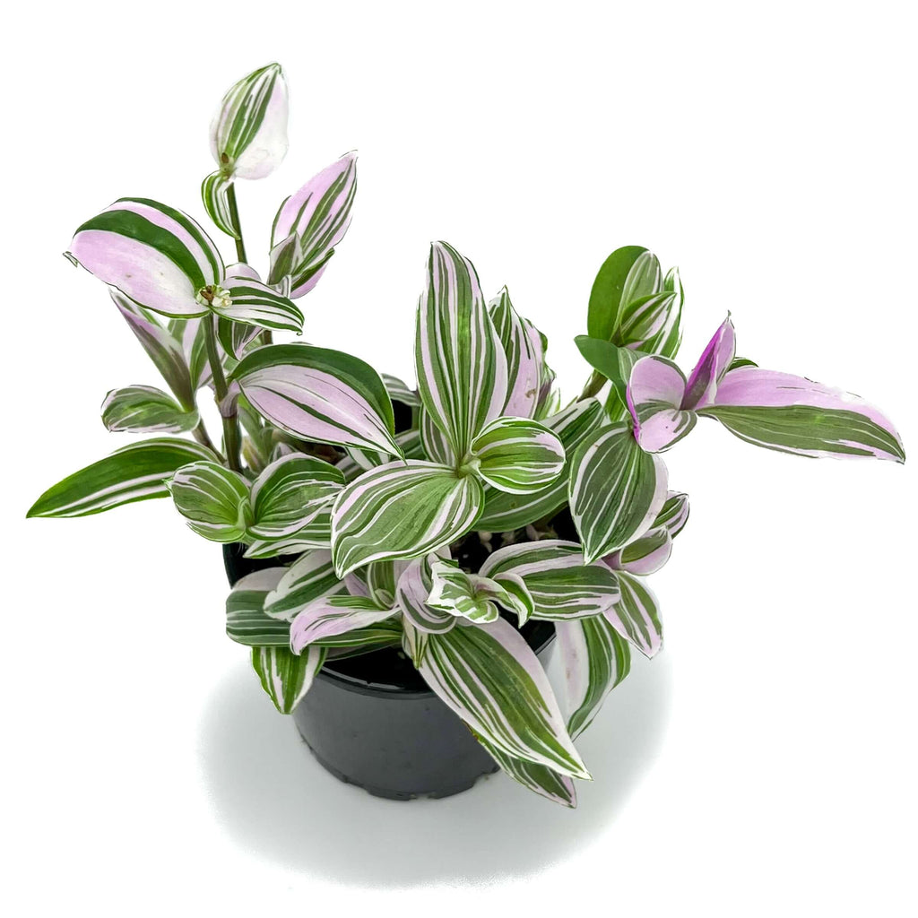 Tradescantia Fluminensis Lavender | Indoor Plant | Chalet Boutique - Australia