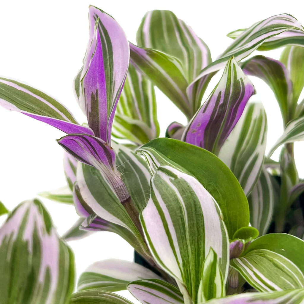 Tradescantia Fluminensis Lavender | Indoor Plant | Chalet Boutique - Australia