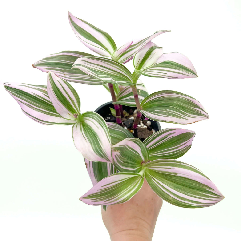 Tradescantia 'Bubblegum Lilac' | Indoor Plant | Chalet Boutique - Australia