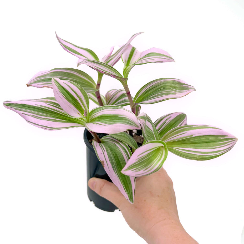 Tradescantia 'Bubblegum Lilac' | Indoor Plant | Chalet Boutique - Australia