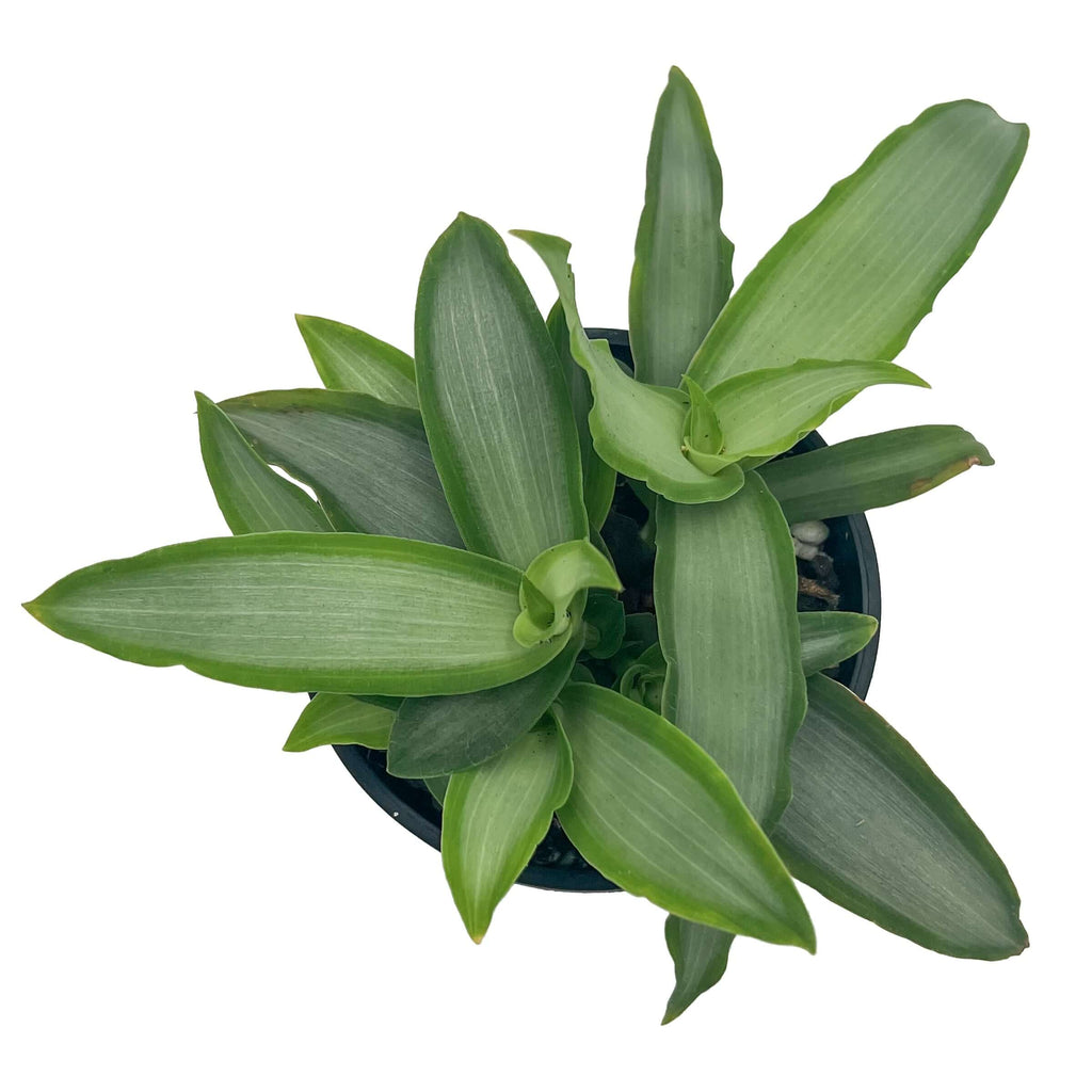 Tradescantia Silver plant in nursery pot with silvery-green, sword-shaped leaves, perfect for indoor spaces.