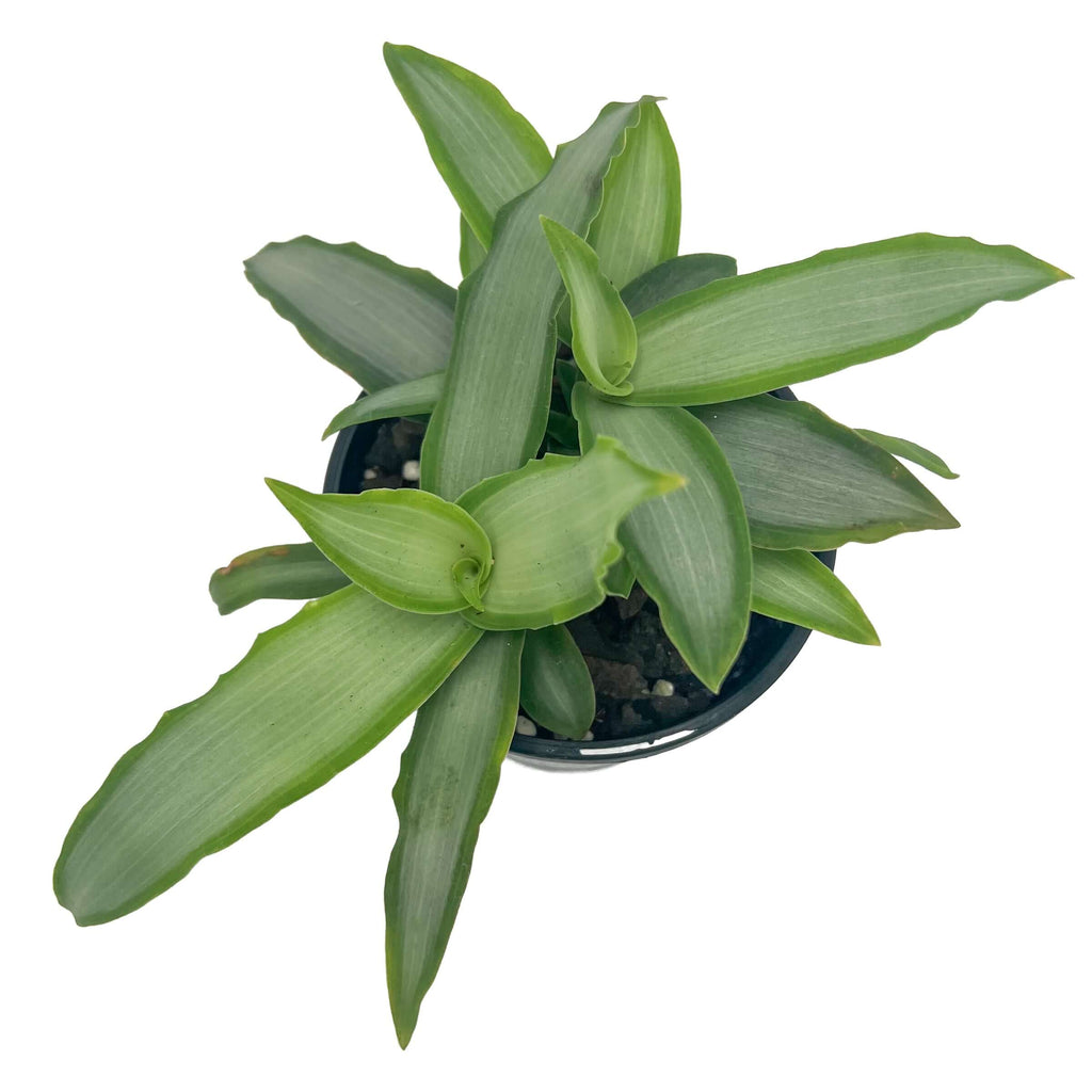 Tradescantia Silver in a nursery pot showcasing silvery-green leaves with dark green edges, perfect for indoor plant lovers.