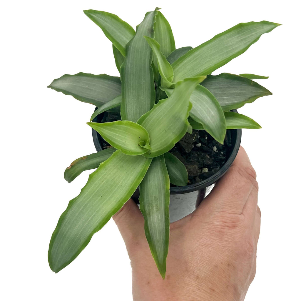 Tradescantia Silver plant in a nursery pot, featuring silvery-green leaves with dark green edges, ideal for indoor gardens.