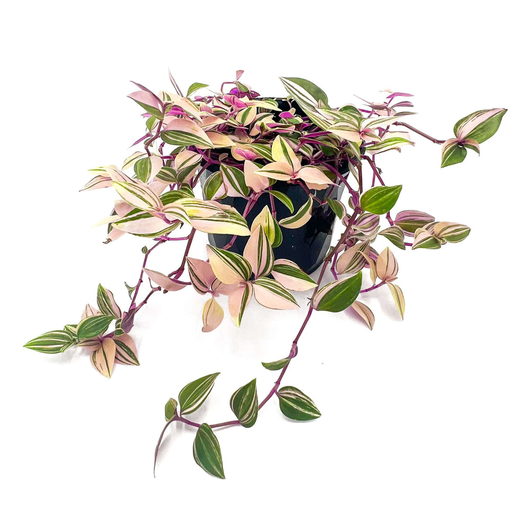 Tradescantia Fluminensis Tricolour | Indoor Plant | Chalet Boutique - Australia