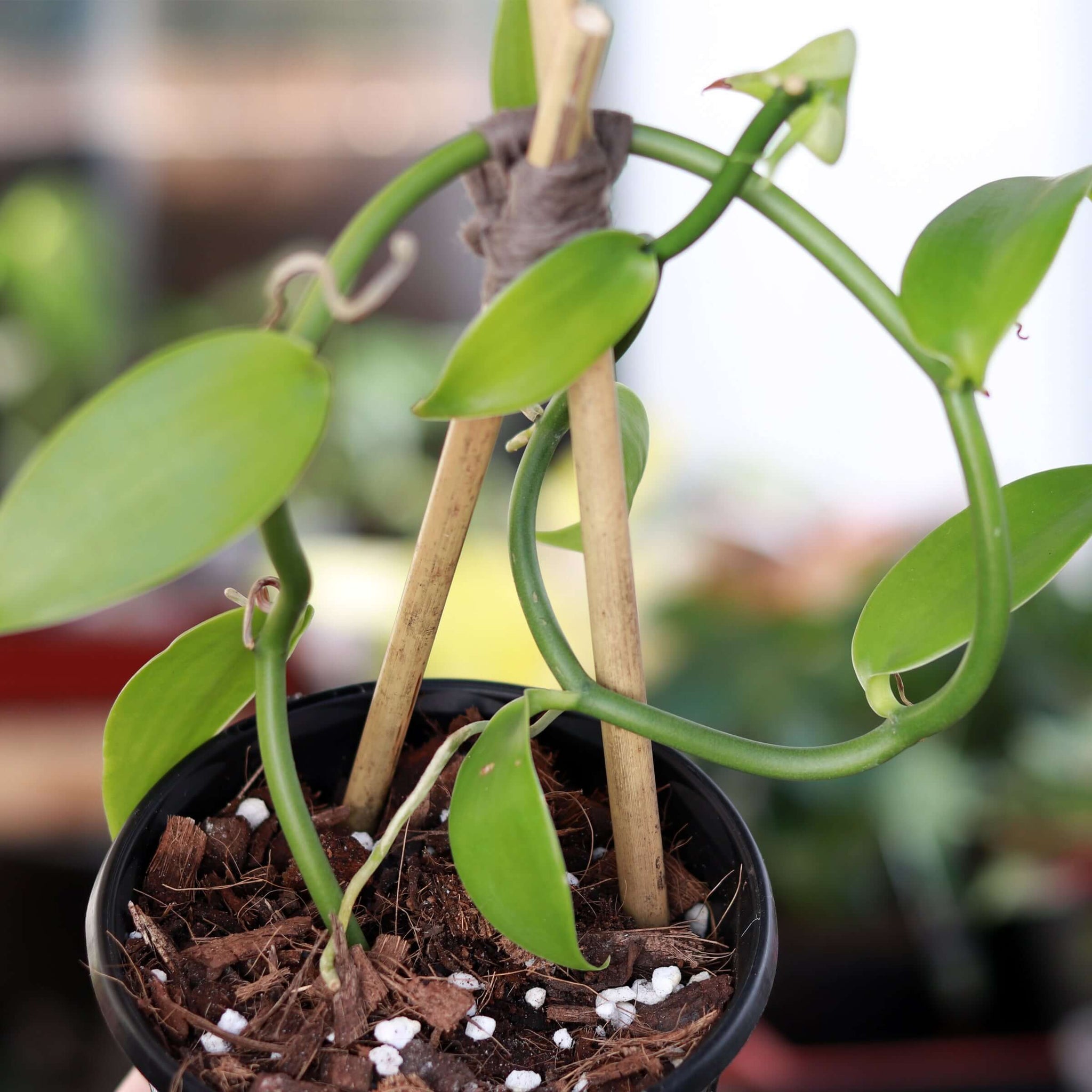 vanilla plant indoor Buy Vanilla Bean Orchid