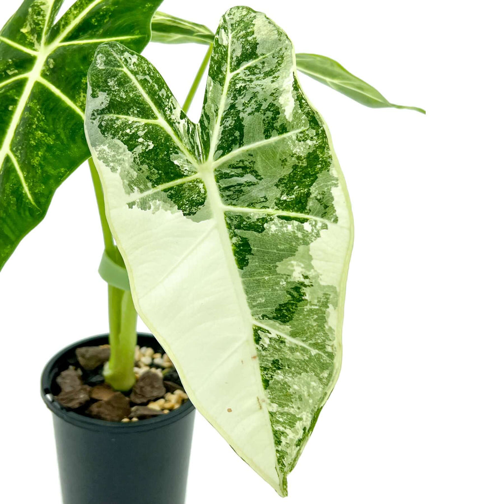 Variegated Alocasia Frydek 'Green Velvet' | Indoor Plant | Chalet Boutique - Australia