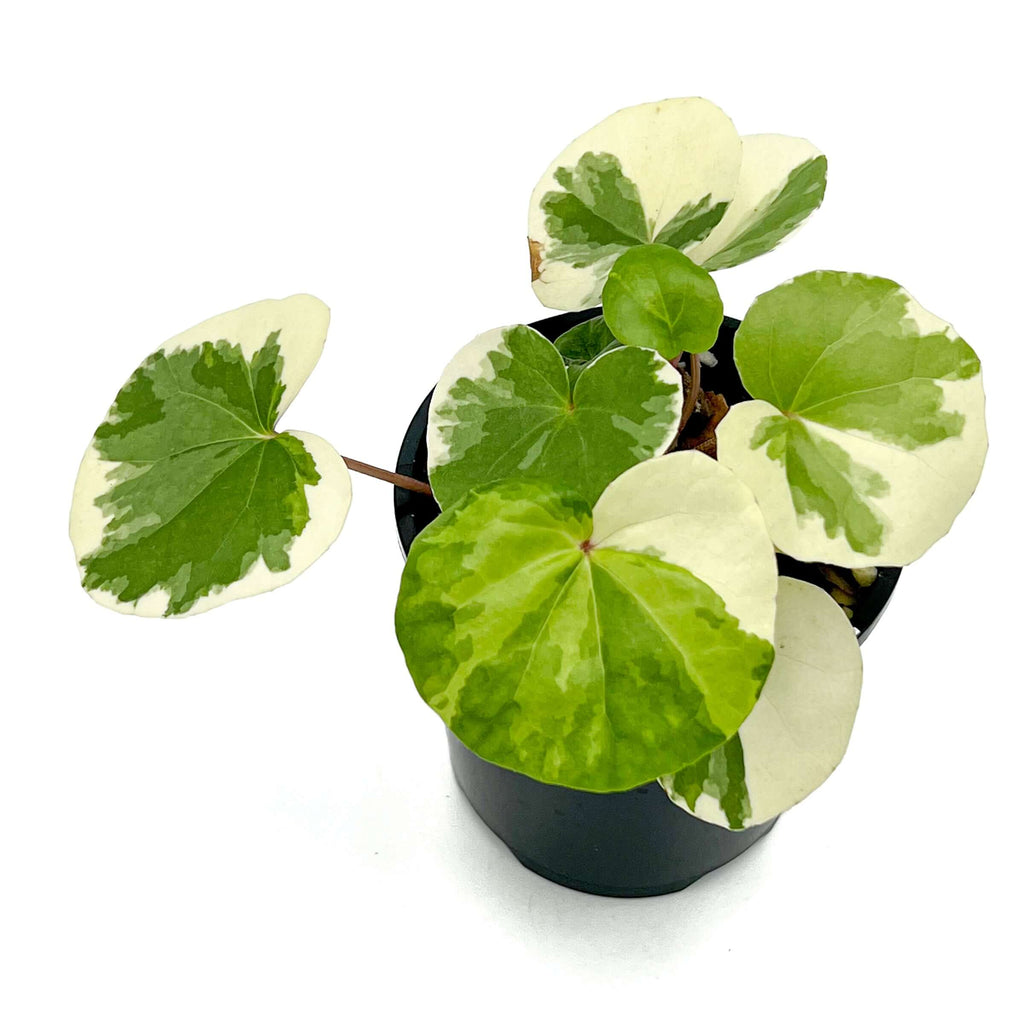 Variegated Tractor Seat Plant | Indoor Plant | Chalet Boutique - Australia