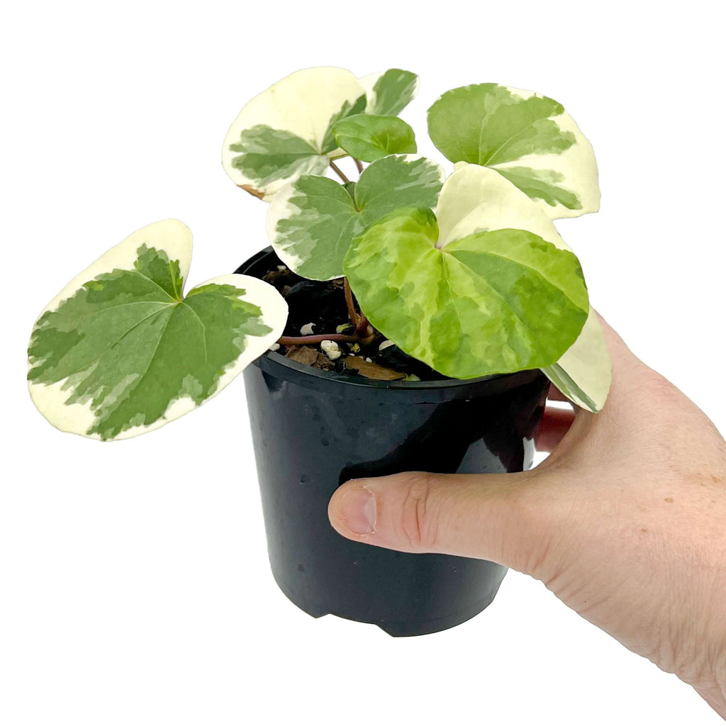 Variegated Tractor Seat Plant | Indoor Plant | Chalet Boutique - Australia