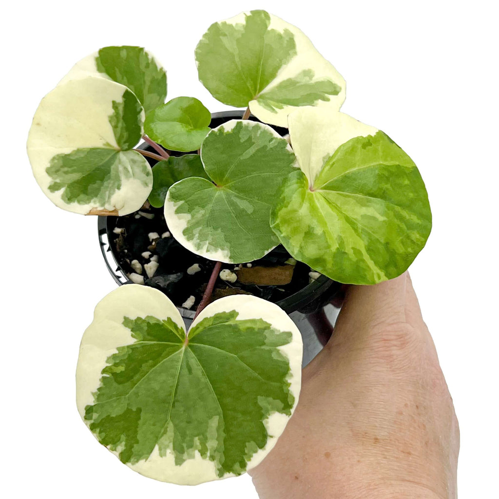 Variegated Tractor Seat Plant in a hand, showcasing rare, striking leaves perfect for indoor plant lovers.