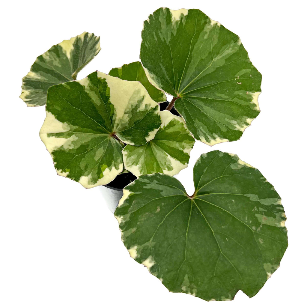 Variegated Tractor Seat plant with large round leaves, featuring striking green and white variegation, perfect for indoor spaces.