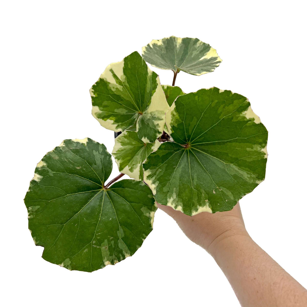 Variegated Tractor Seat plant with large round leaves, showcasing unique white and green variegation, perfect for indoor gardens.