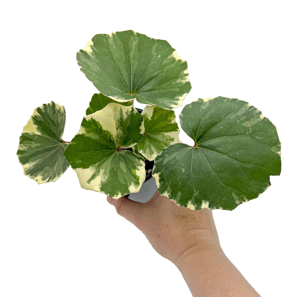 Variegated Tractor Seat plant with large round leaves, showcasing unique white and green variegation, ideal for indoor displays.