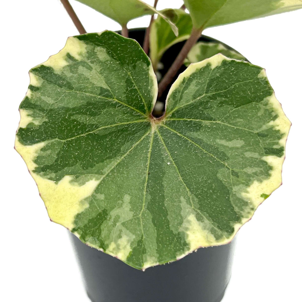 Variegated Tractor Seat plant leaf showcasing striking green and white variegation, ideal for indoor Australian gardens.