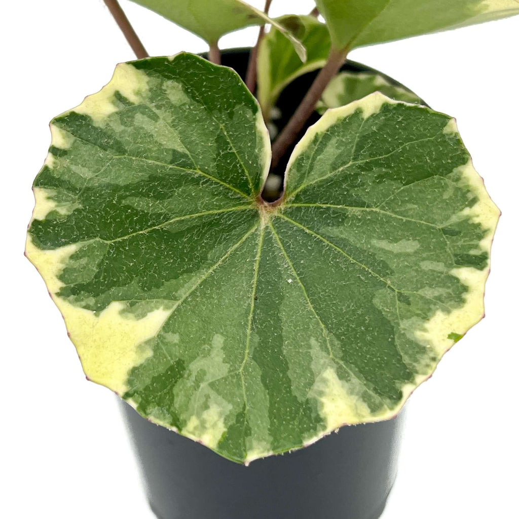 Variegated Tractor Seat Plant | Indoor Plant | Chalet Boutique - Australia