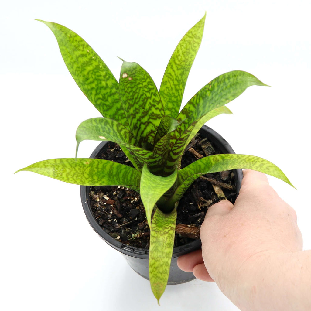 Bromeliad Vriesea Hieroglyphica | Indoor Plant | Chalet Boutique - Australia