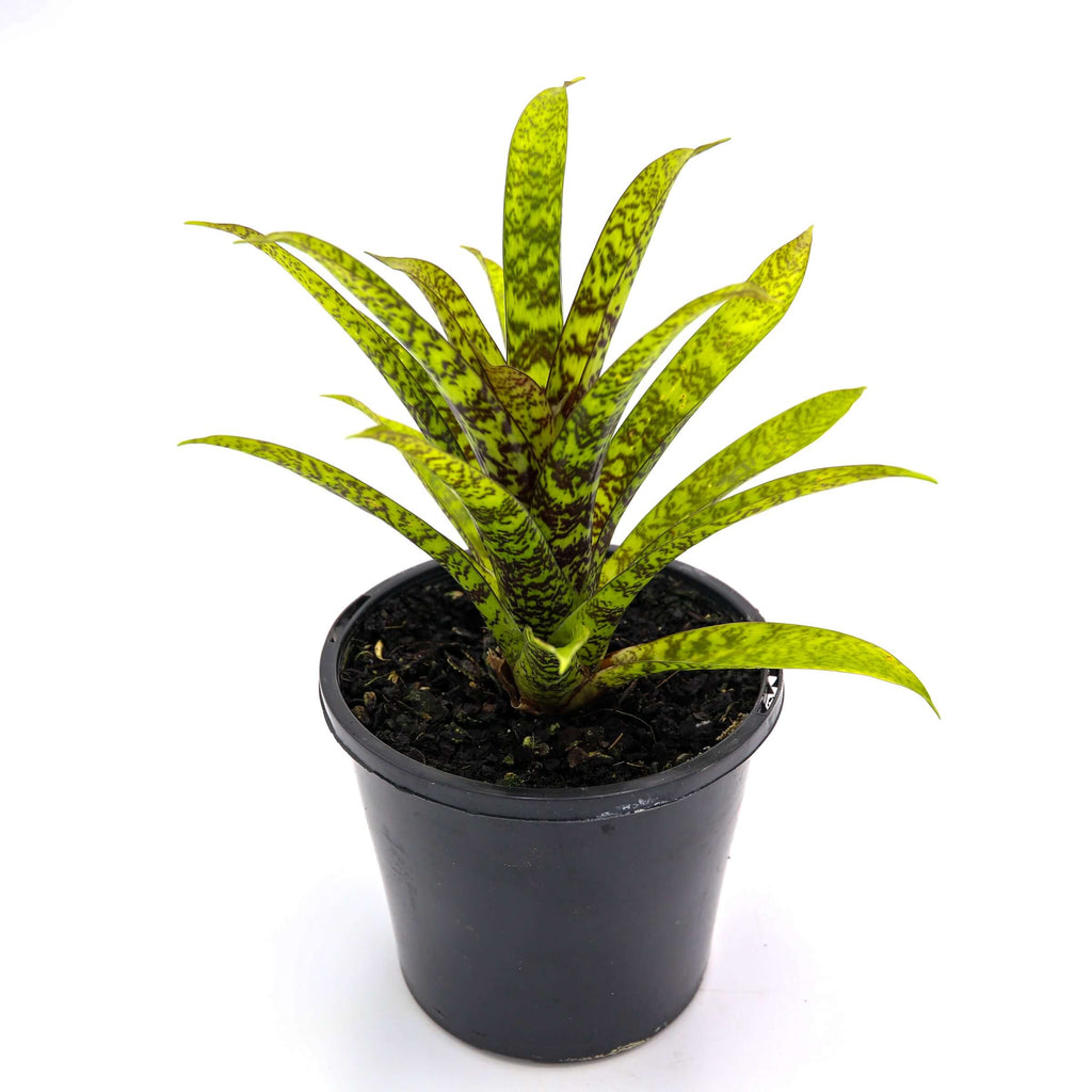 Bromeliad Vriesea Hieroglyphica | Indoor Plant | Chalet Boutique - Australia
