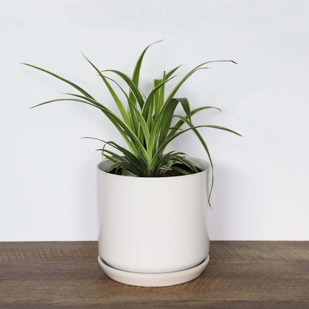 Medium White Pot | Plant Pots | Chalet Boutique - Australia