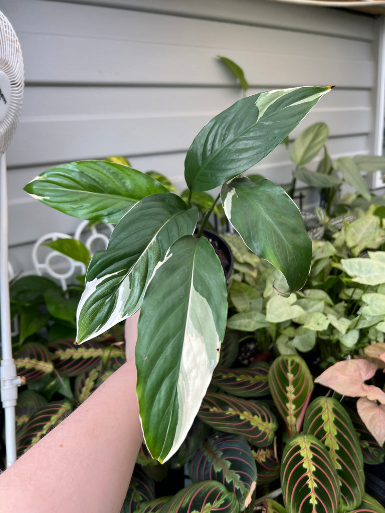 Spathiphyllum Picasso Small | Indoor Plant | Chalet Boutique - Australia