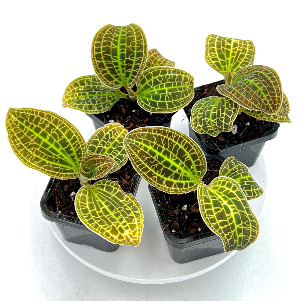 Jewel Orchid (Macodes Sanderiana) | Indoor Plant | Chalet Boutique - Australia