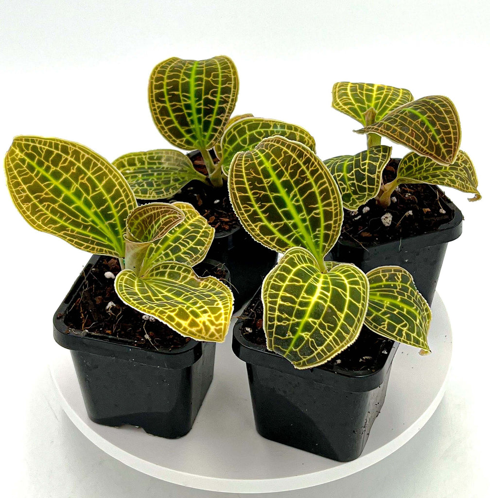Jewel Orchid (Macodes Sanderiana) | Indoor Plant | Chalet Boutique - Australia