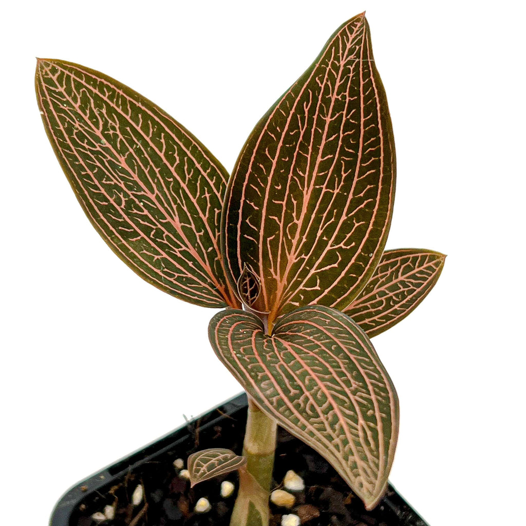Jewel Orchid (Ludisia Discolor) | Indoor Plant | Chalet Boutique - Australia