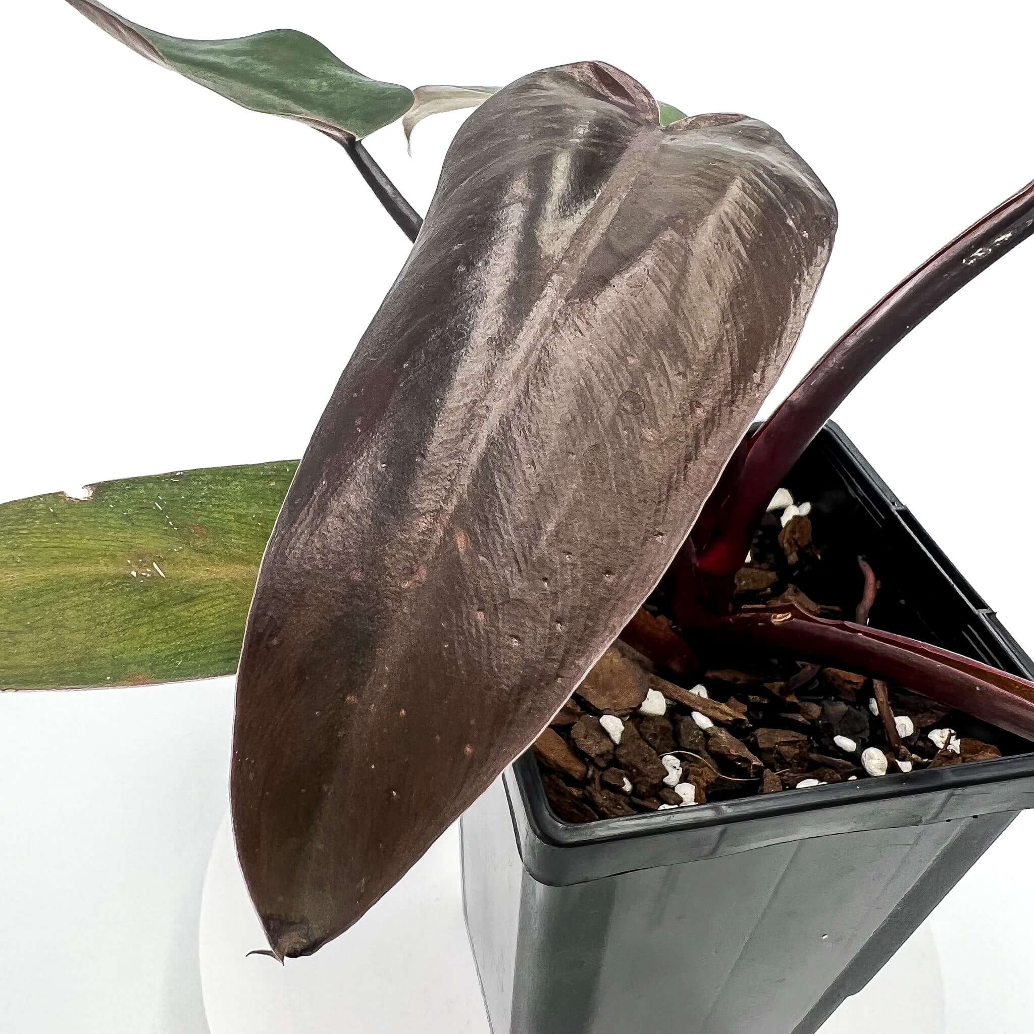 dark knight philodendron Philodendron Black Knight